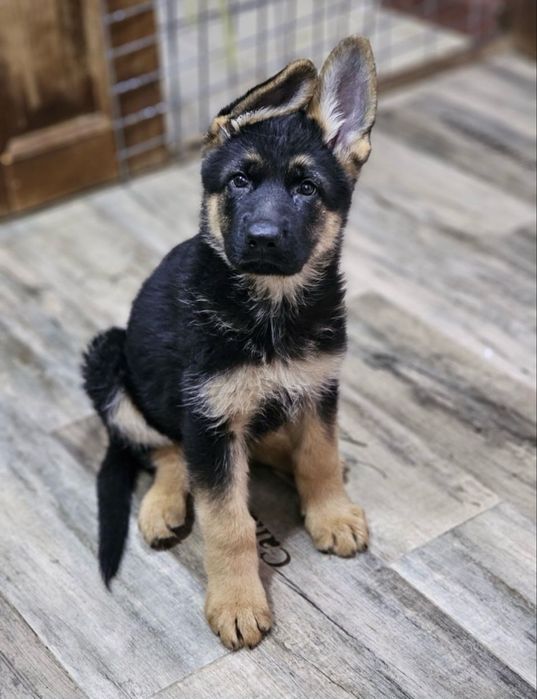 Предлагаются к продаже щенки