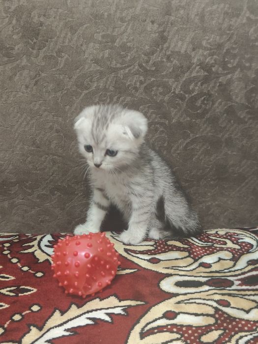 Продам 3-х котят