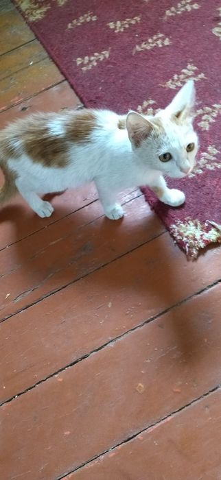 котята бесплатно в хорошие руки