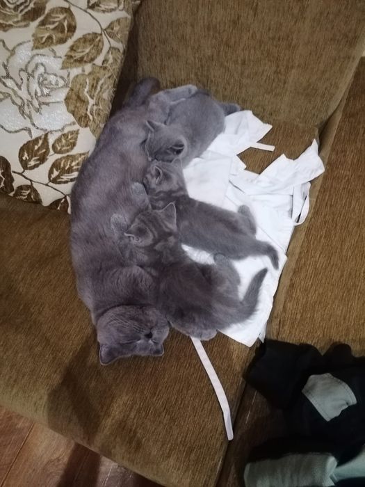 Британские котята мальчики