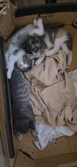 Кошки бесплатно в добрые руки