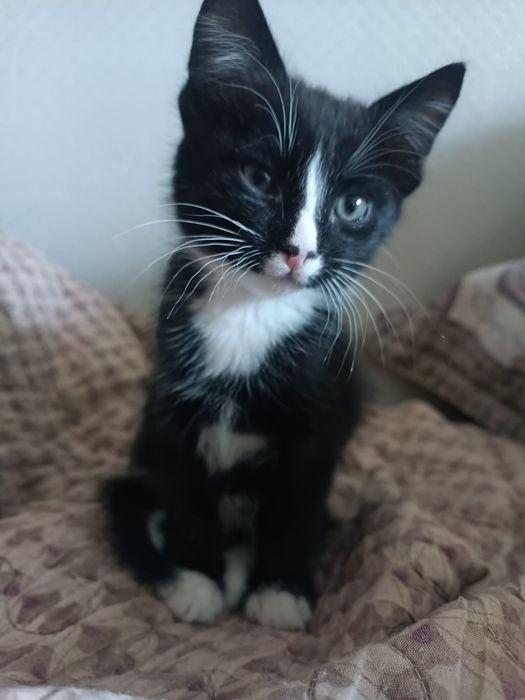 Котенок мальчик ищет дом
