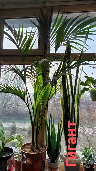 Пальмы, цветы,различные растения.