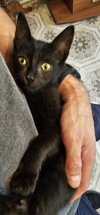 Котенок (девочка) - читайте описание