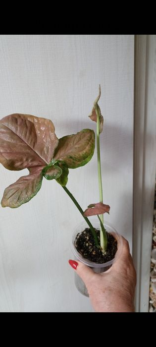 В продаже красивые цветы