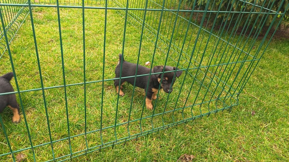 Джак Ръсел териер