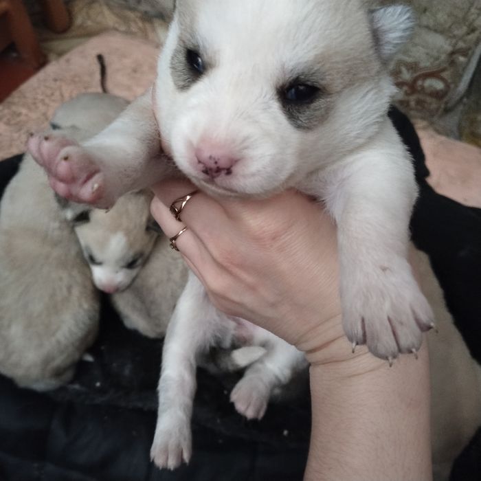 Продам щенят породы Хаски