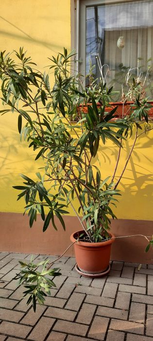 Leandru cu flori roz