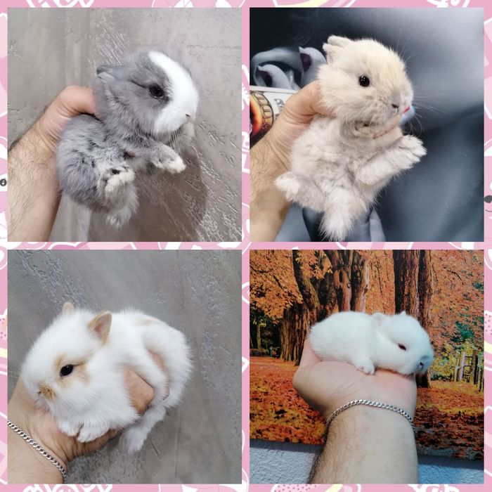 Мини зайци / Декоративни зайци от мини ферма