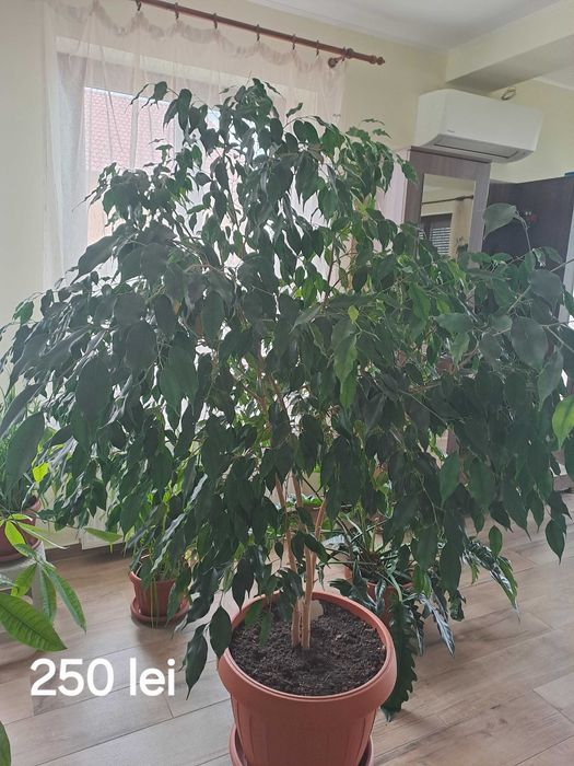Vand ficus viguros de 4 ani.  Pret 250 lei. Livrare doar in Arad. Tel.0755472796.