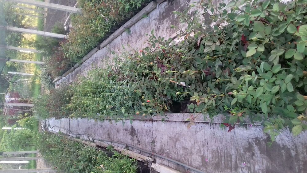 Рози в контейнери