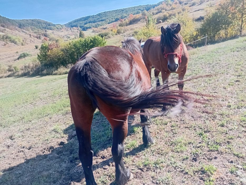 De vanzare manz si iapa