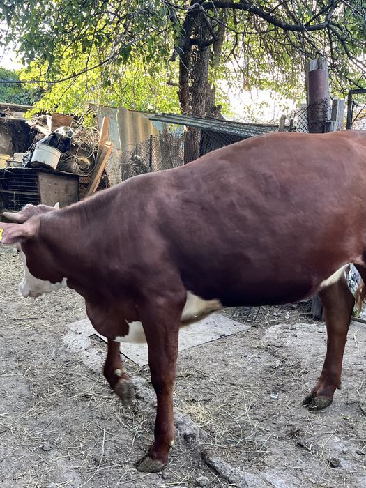 продам двух тёлок