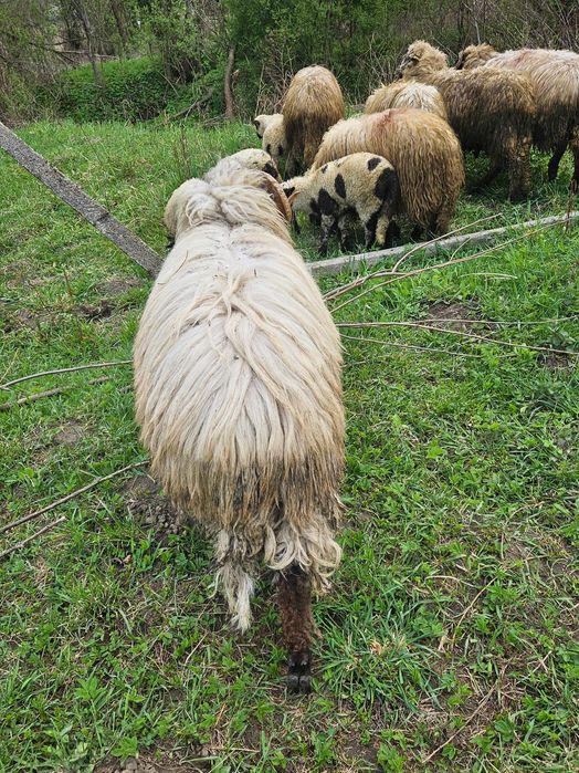 Oi de vanzare 2900 negociabil