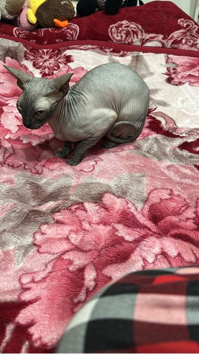 Кошка.  Три года .