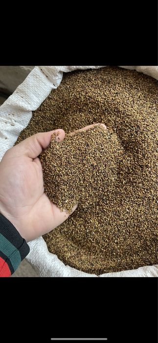 Samanta de lucerna usturoi pentru plantat si arpagic