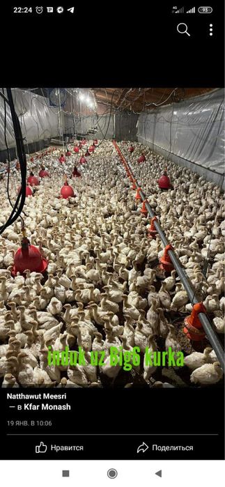 Франция Биг6 жужалари 20 кунлиги 100 минг оптом