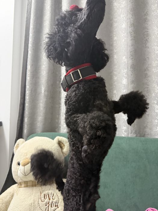 Малый пыдель караганда