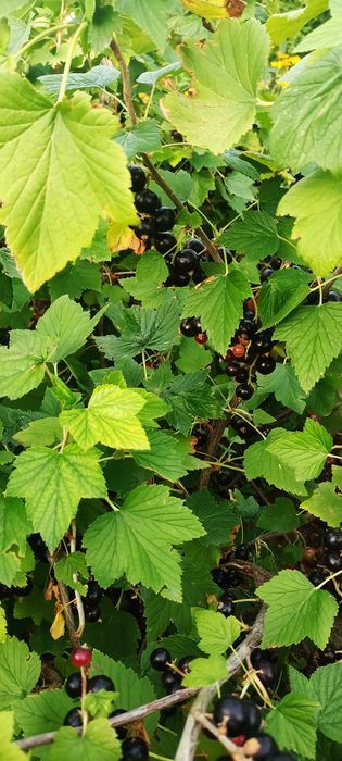 Продам Вишню, Смородину , Крыжовник.