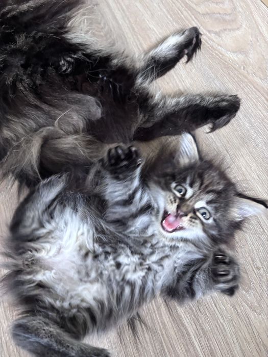 Котята смесь Мейн кун