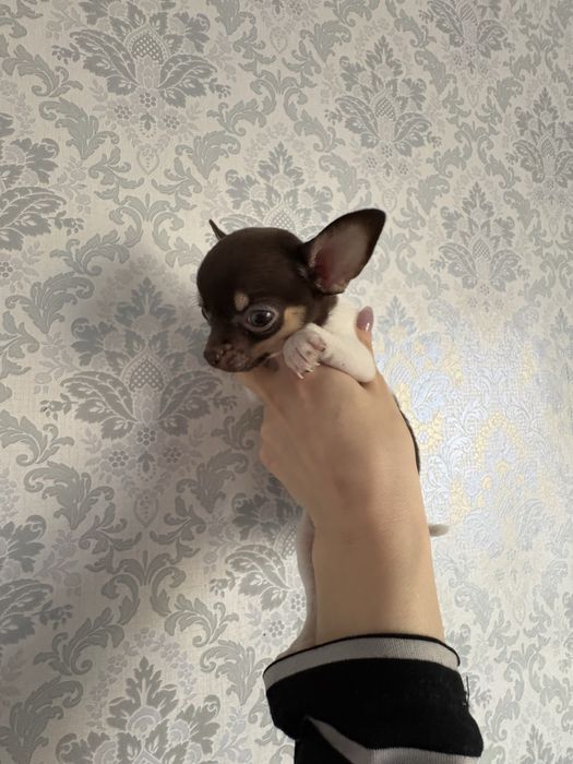 Продаются щенки чихуахуа