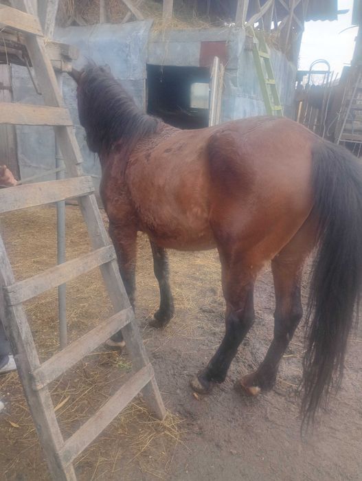 Vând cal de 8 ani