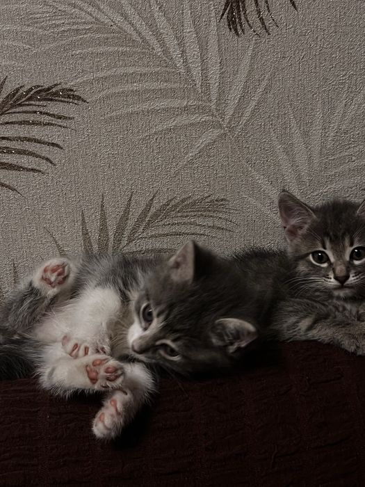 Отдам Дымчатых котят