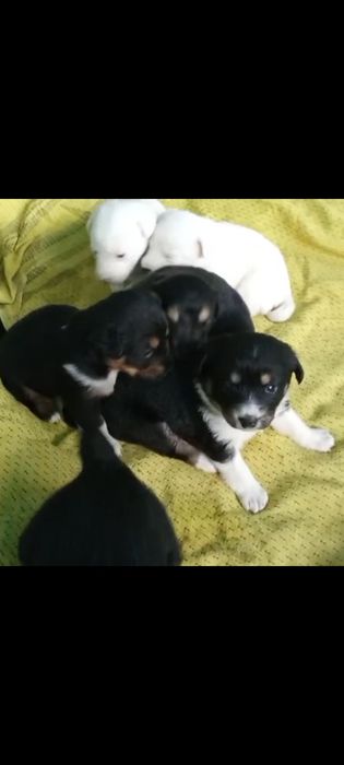 Щенки бесплатно очень милые