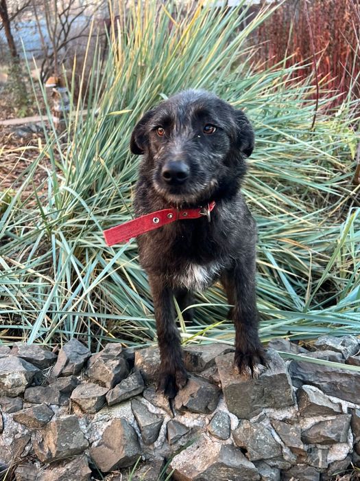 Отдам в дорые руки собачку