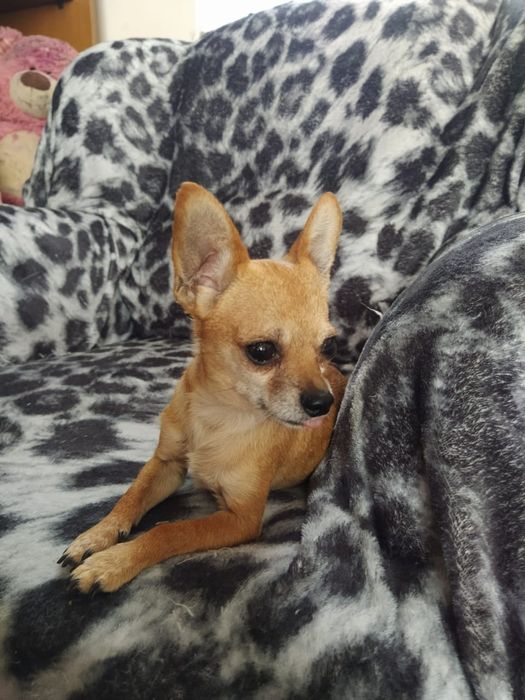 Вязка мини той терьера