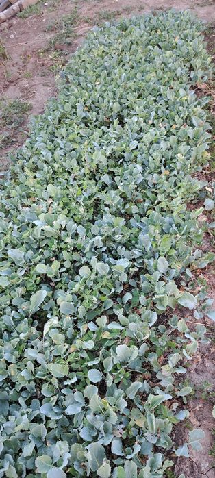 Кьосе разсад зеле