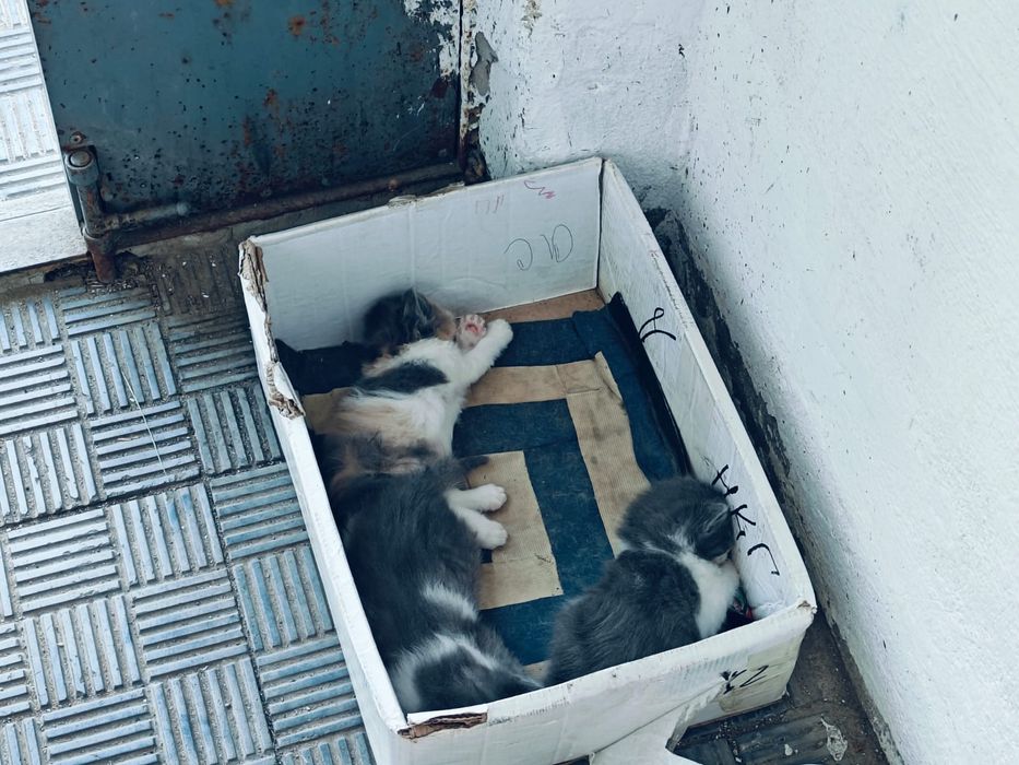 Котята в добрые руки