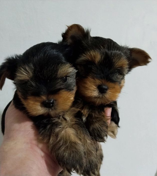 Щенки йоркширского терьера миники