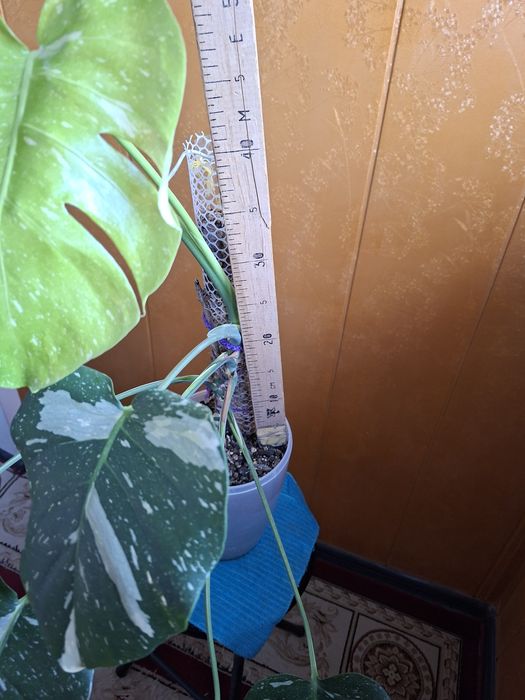 Продам монстеру Тайское созвездие