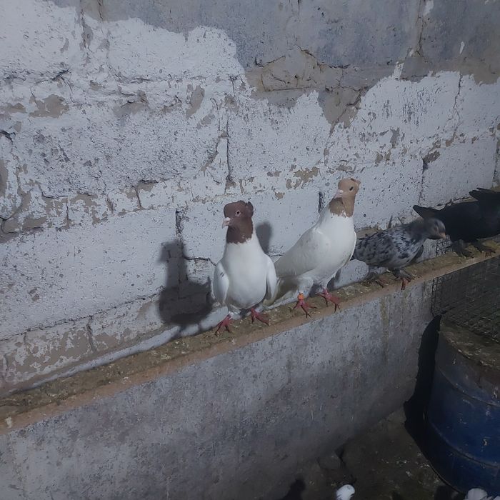 Сарыбас Кызылбас чубати пара