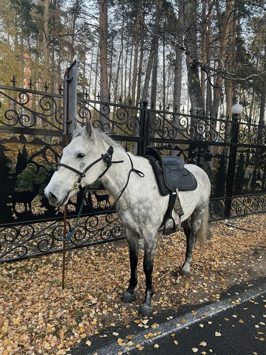 Продаю лошадь кострат бурабай