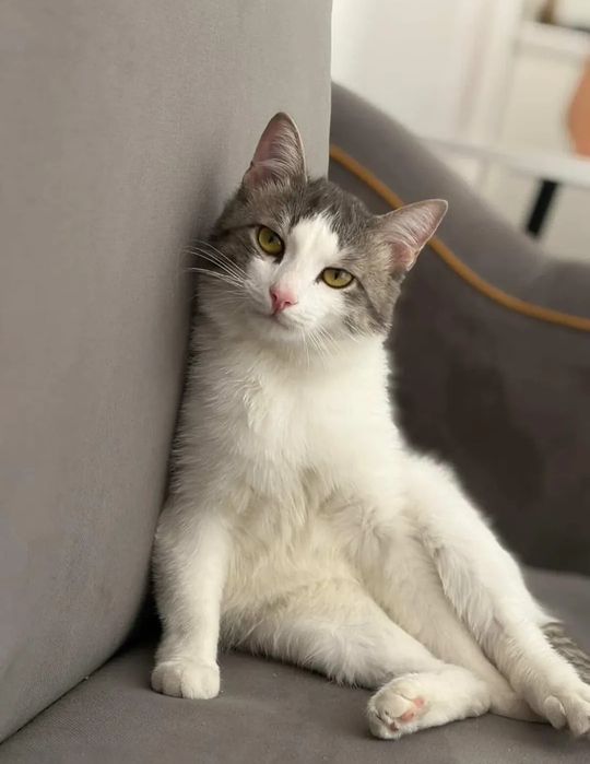 Отдам кота 10 месяцев