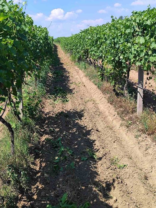 Продава се Земеделски имот в София, Челопечене -  кв.м за 2550 €/дка - Снимка #9