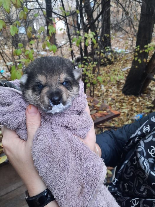 Кутята сироты ищят дом