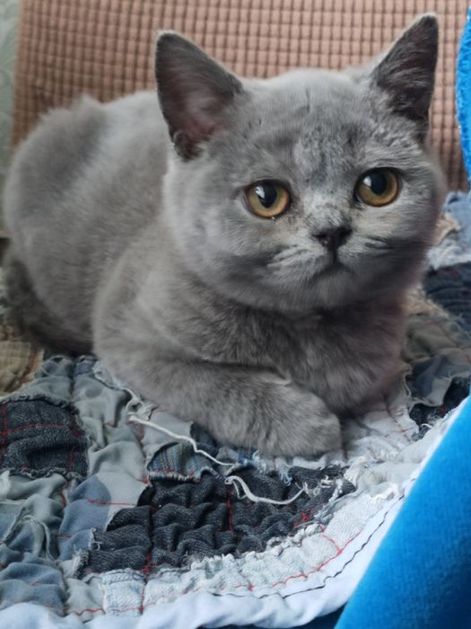 Британская девочка