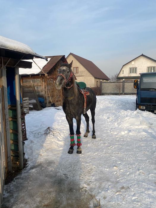 Продам жеребца...