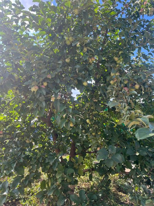 Продам коттедж в Талапкере