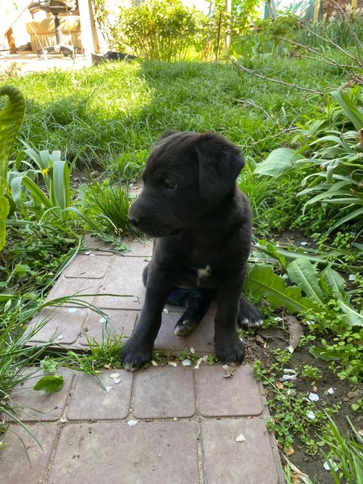 Щенкок 1 месяц (девочка) с отличной гинетикой