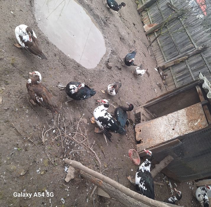 Rațe lesesti,(rățoi)