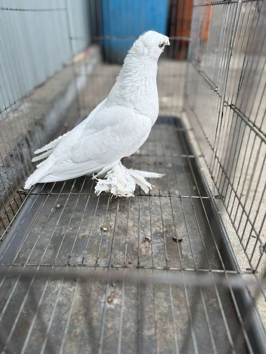 Голуби белый двухчубый
