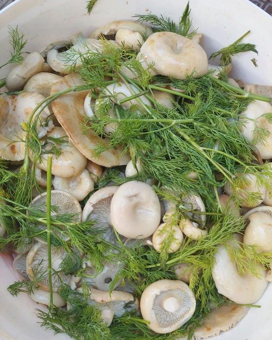 Грузди Боровое  грибы