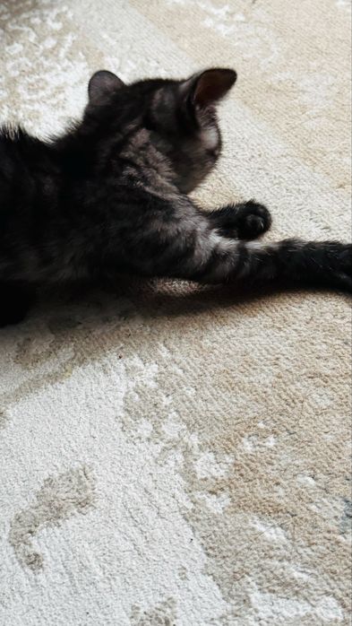 Отдам шустрого котенка