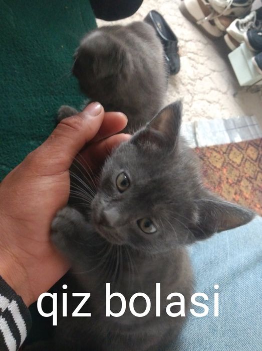 49 kunlik Scottish Fold va Scottish Straight mushukchalar sotiladi tez