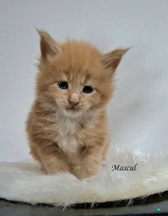 Felisa Autorizata WCF-rasa Maine Coon-Pedigree-Timisoara