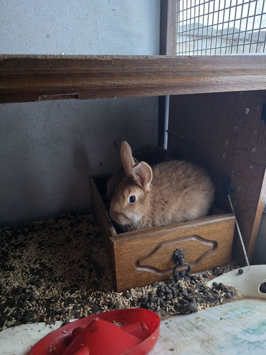 Продам кроликов подрощенных